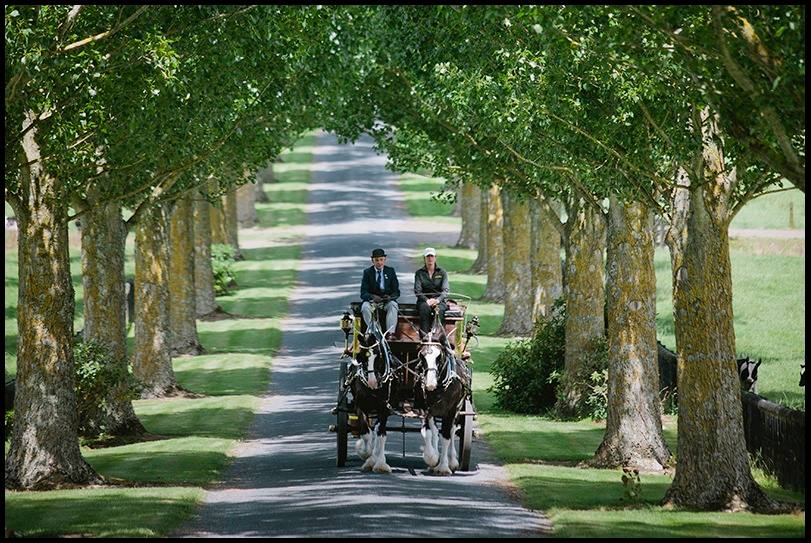 Pirongia Clydesdales